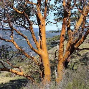 Arbutus menziesii (Arbutus)