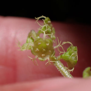 Pectiantia ovalis (Oval-leaved Mitrewort)