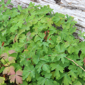 Aquilegia formosa (Red Columbine)