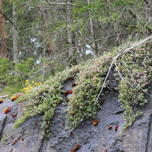 Arctostaphylos uva-ursi (Kinnikinnick)