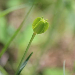 Fritillaria affinis (Chocolate Lily)