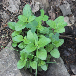 Prunella vulgaris ssp. lanceolata (Self-heal)