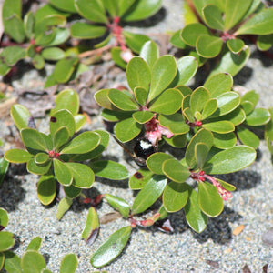 Arctostaphylos uva-ursi (Kinnikinnick)