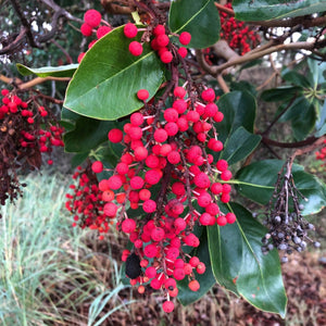 Arbutus menziesii (Arbutus)