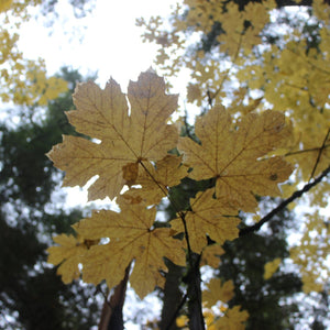 Acer macrophyllum (Big-leaf Maple)