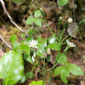 Hieracium albiflorum (White-flowered Hawkweed)