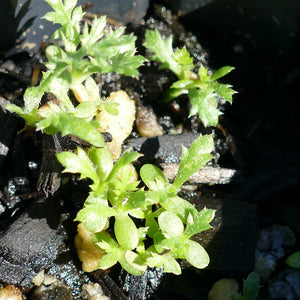 Achillea millefolium Cotyledon