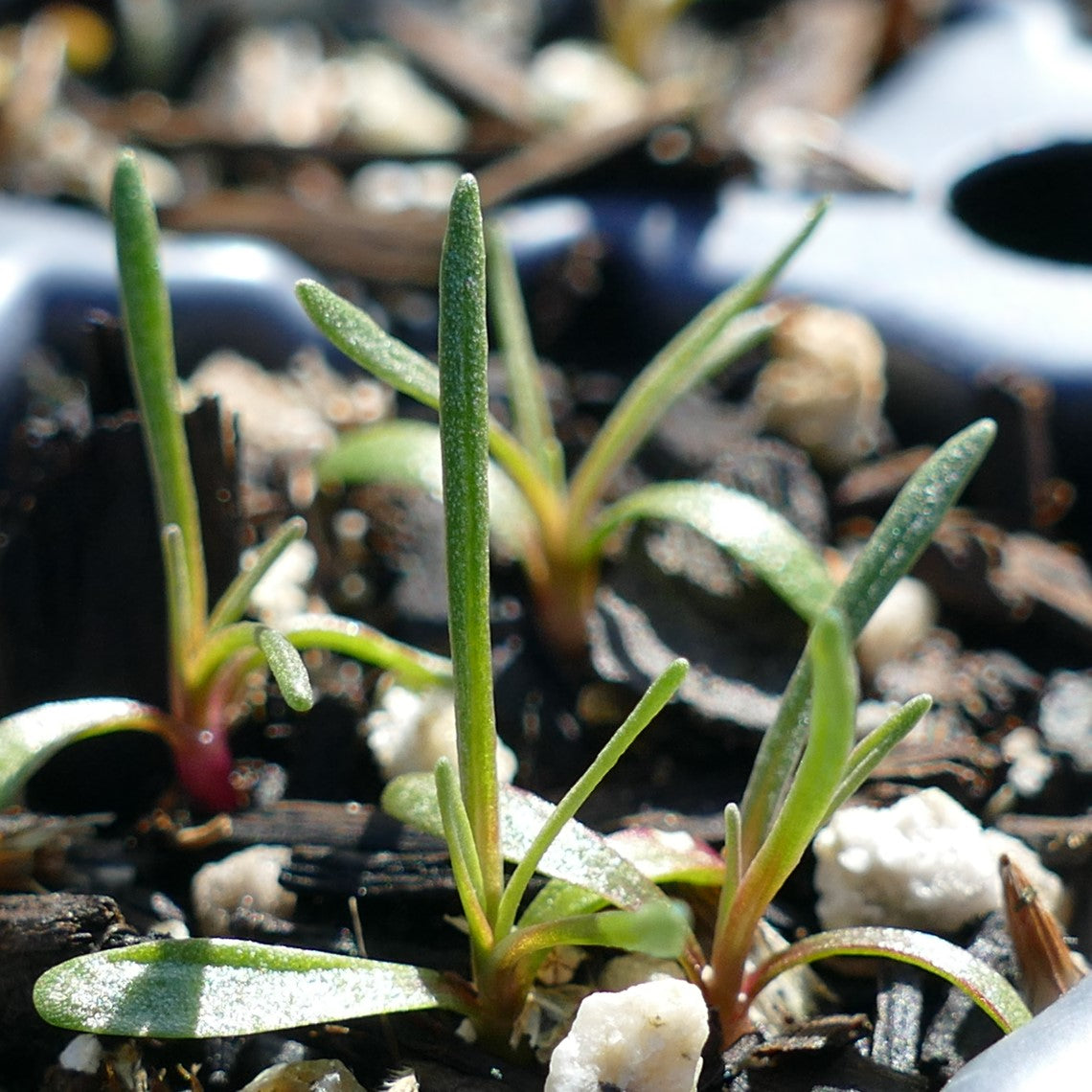 thrift plant seeds Armeria maritima (Sea Thrift)