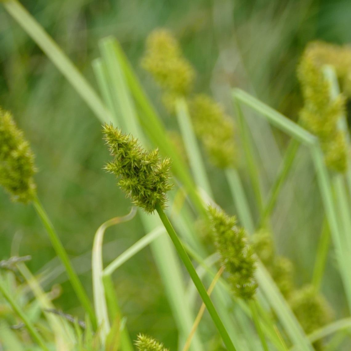Carex stipata (Awl-fruited Sedge)
