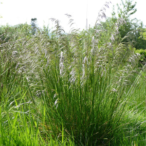 Seed Blend: Tall Meadow Grasses (2024 waitlist open)