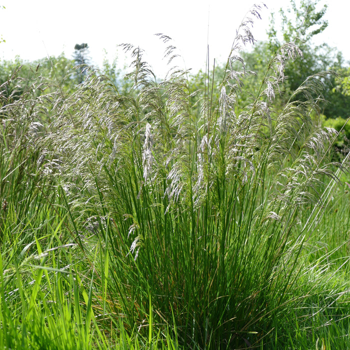 Seed Blend: Tall Meadow Grasses (2024 waitlist open)