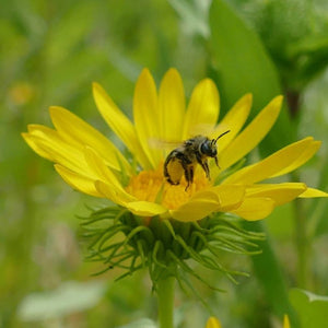 Seed Blend: Pollinator