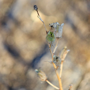 Camassia quamash ssp. maxima (Common Camas)