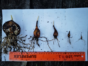 This photo demonstrates the size variation in Great Camas bulbs as they age. From left to right, the largest being ~30+ years old, then 15-20 years old, 8-10 years, 4-6 years, and 2-3 years.