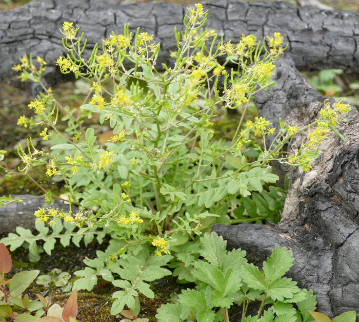 Rorippa curvisiliqua (Western Yellow Cress)