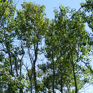 Populus tremuloides (Trembling Aspen)