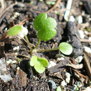 Ranunculus occidentalis Cotyledon 2