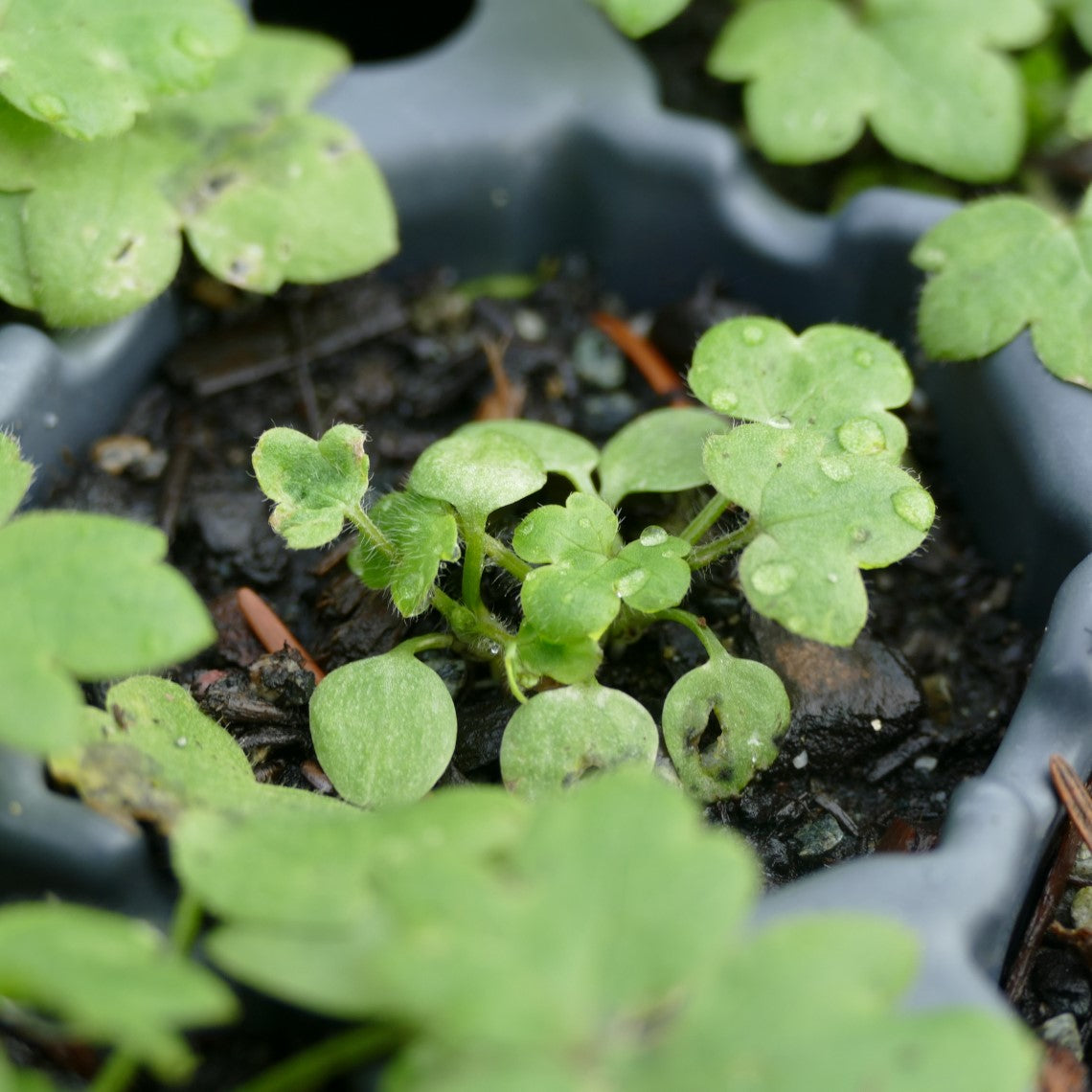 Local Ranunculus Ranunculus uncinatus (Little Buttercup) – Satinflower Nurseries