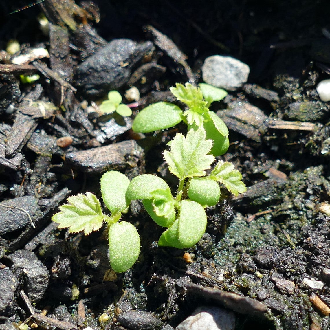 Rubus leucodermis (Blackcap Raspberry) – Satinflower Nurseries