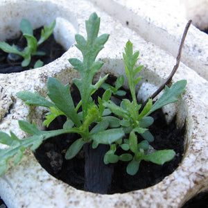 The cotyledons of Yarrow in a plug block.