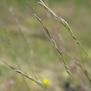 Achnatherum lemmonii (Lemmon's Needle Grass)