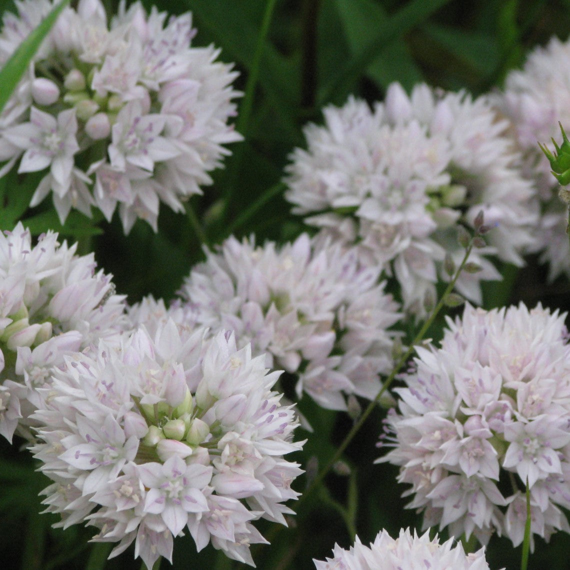 Allium amplectens (Slimleaf Onion)