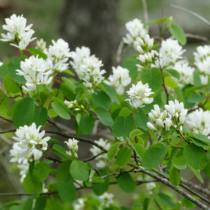 Amelanchier alnifolia (Saskatoon)