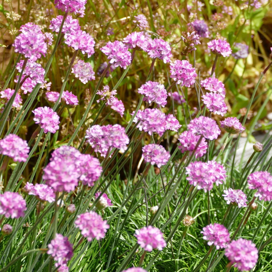 Sea Thrift (Armeria maritima) 7 Armeria maritima Rosea - sea thrift