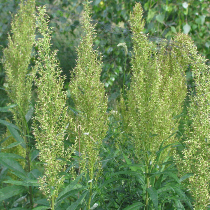 Artemisia suksdorfii (Coastal Mugwort)