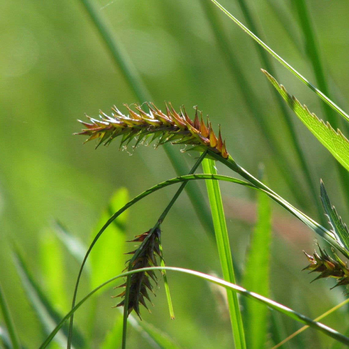 Carex exsiccata (Inflated Sedge) – Satinflower Nurseries