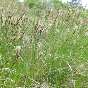 Carex inops ssp. inops (Long-stoloned Sedge)
