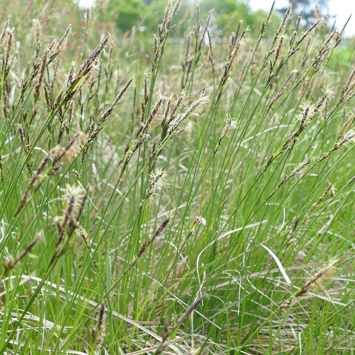 Carex Inops Ssp. Inops (long-stoloned Sedge) – Satinflower Nurseries