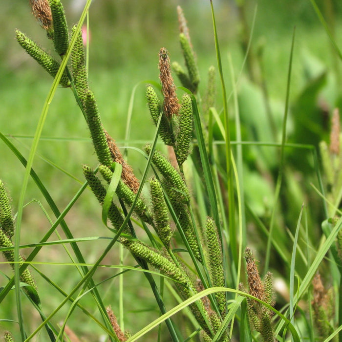 Carex lenticularis var. lipocarpa (Kellogg's Sedge)