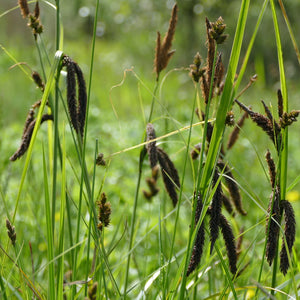 Carex obnupta (Slough Sedge)
