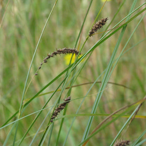 Carex pellita (Woolly Sedge)