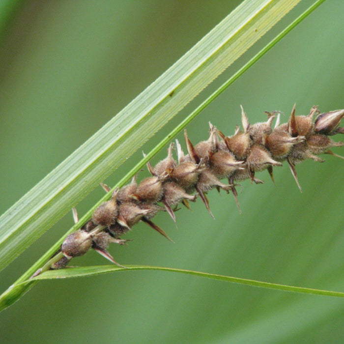 Carex pellita (Woolly Sedge)