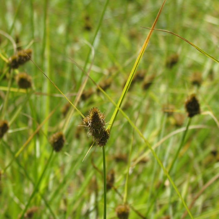 Carex unilateralis (One-sided Sedge)