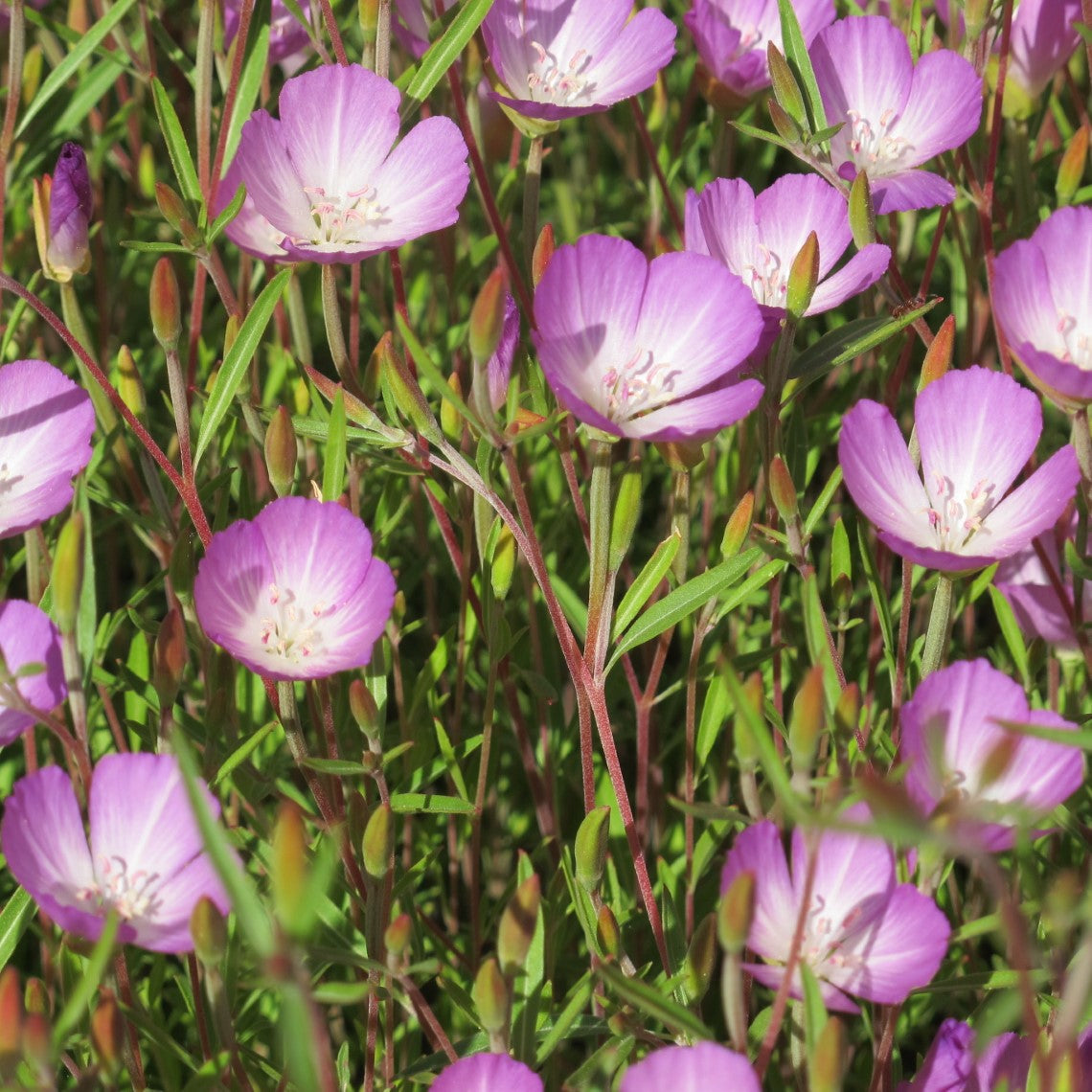 Clarkia amoena (Farewell-to-Spring) – Satinflower Nurseries