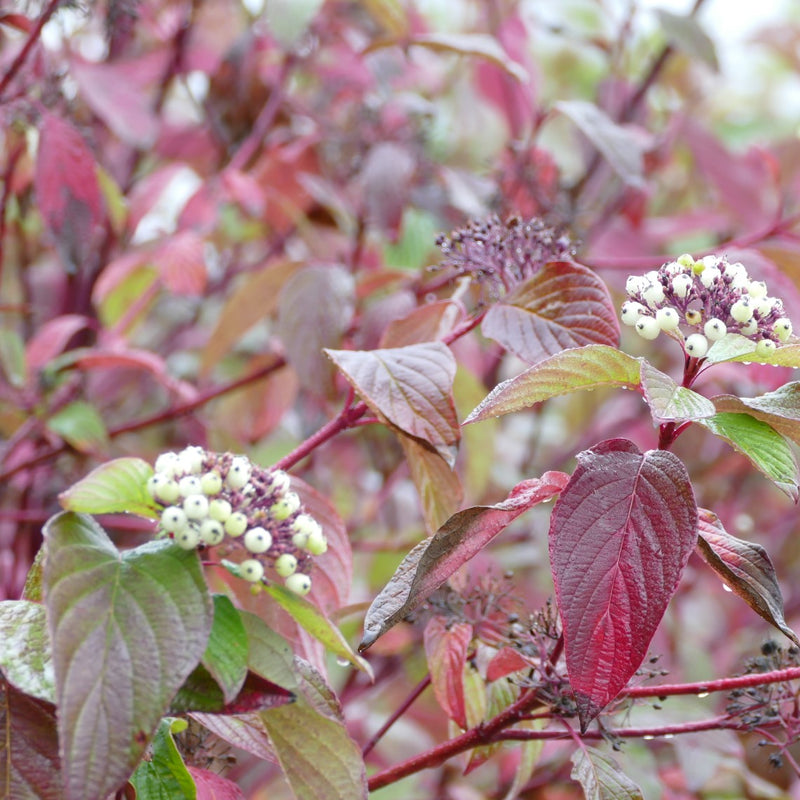 Cornus plant outlet