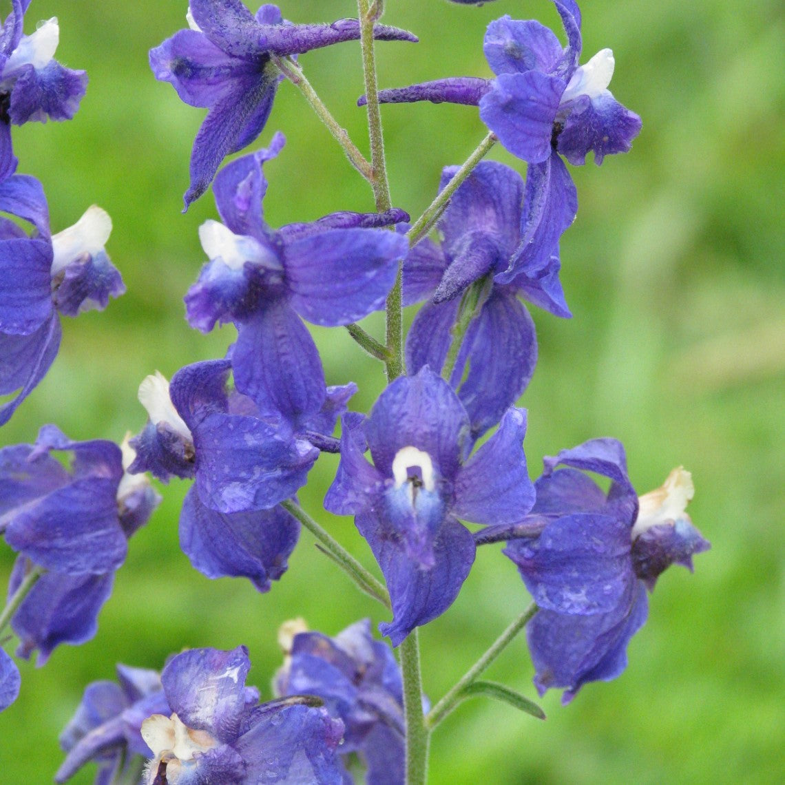 Delphinium menziesii (Menzies' Larkspur)