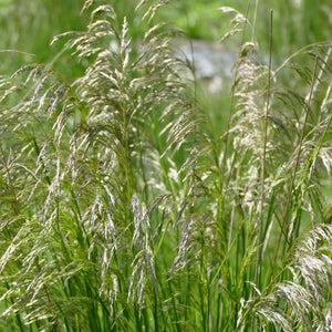 Deschampsia cespitosa (Tufted Hairgrass)