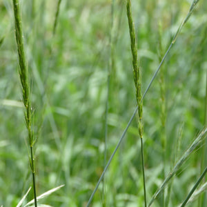 Seed Blend: Garry Oak Ecosystem Grasses