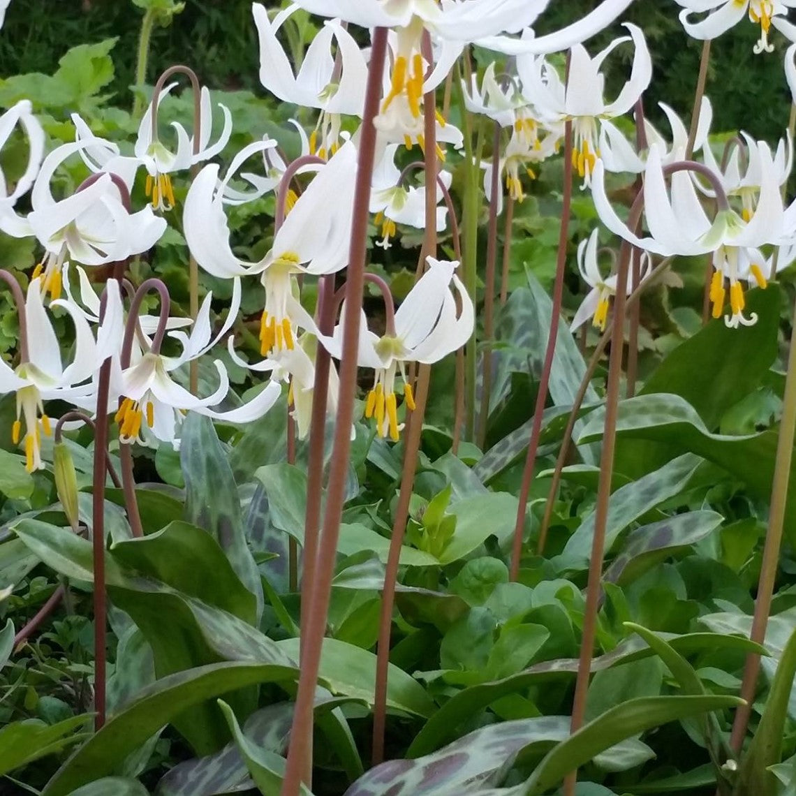 white fawn lily Erythronium oregonum (White Fawn Lily)