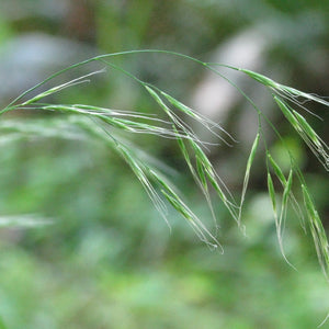 Festuca subuliflora (Crinkle-awned Fescue)