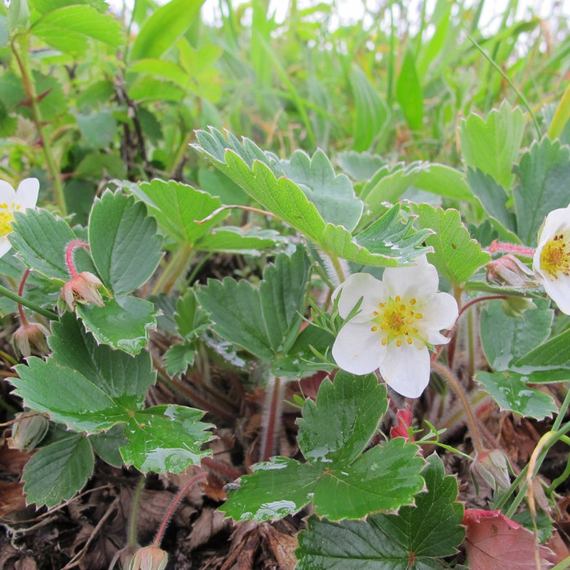 Fragaria virginiana (Wild Strawberry)