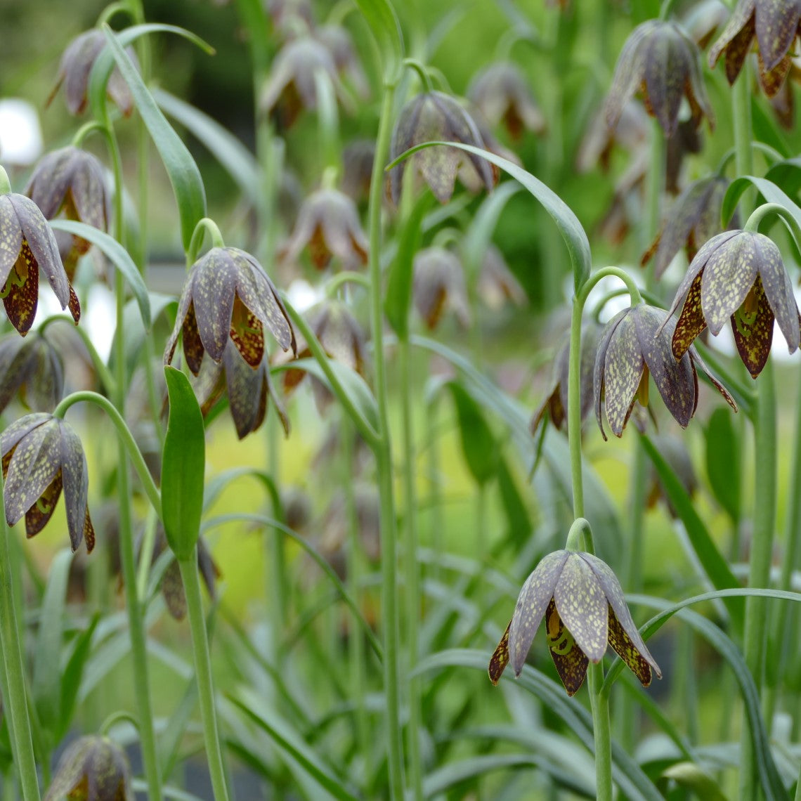 chocolate lily flower Fritillaria affinis (Chocolate Lily)
