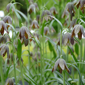 Fritillaria affinis (Chocolate Lily)