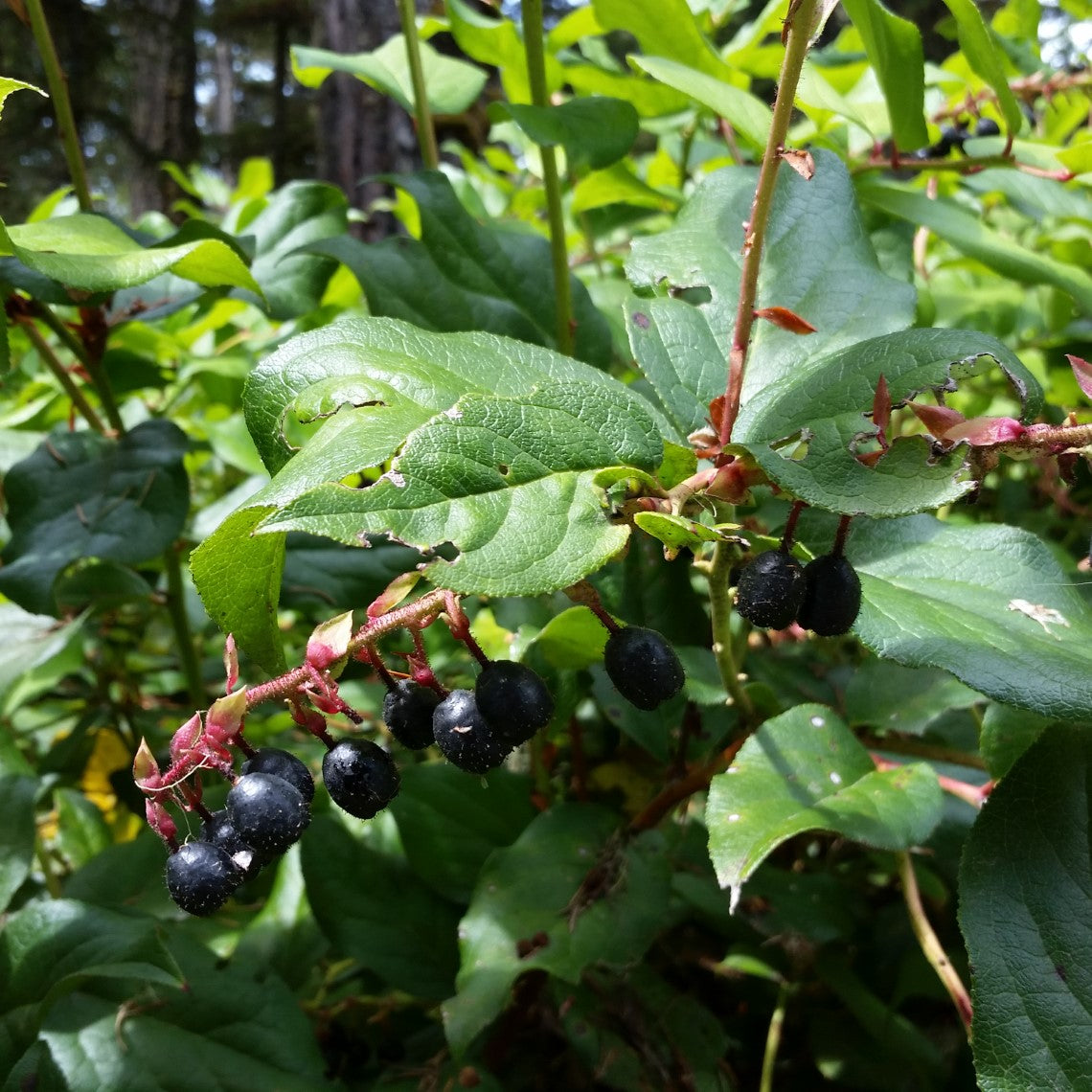 Shallon Spring Gaultheria shallon (Salal) – Satinflower Nurseries
