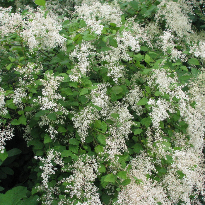 Holodiscus discolor (Oceanspray)