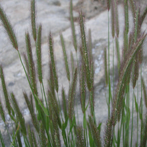 Hordeum brachyantherum (Meadow Barley)